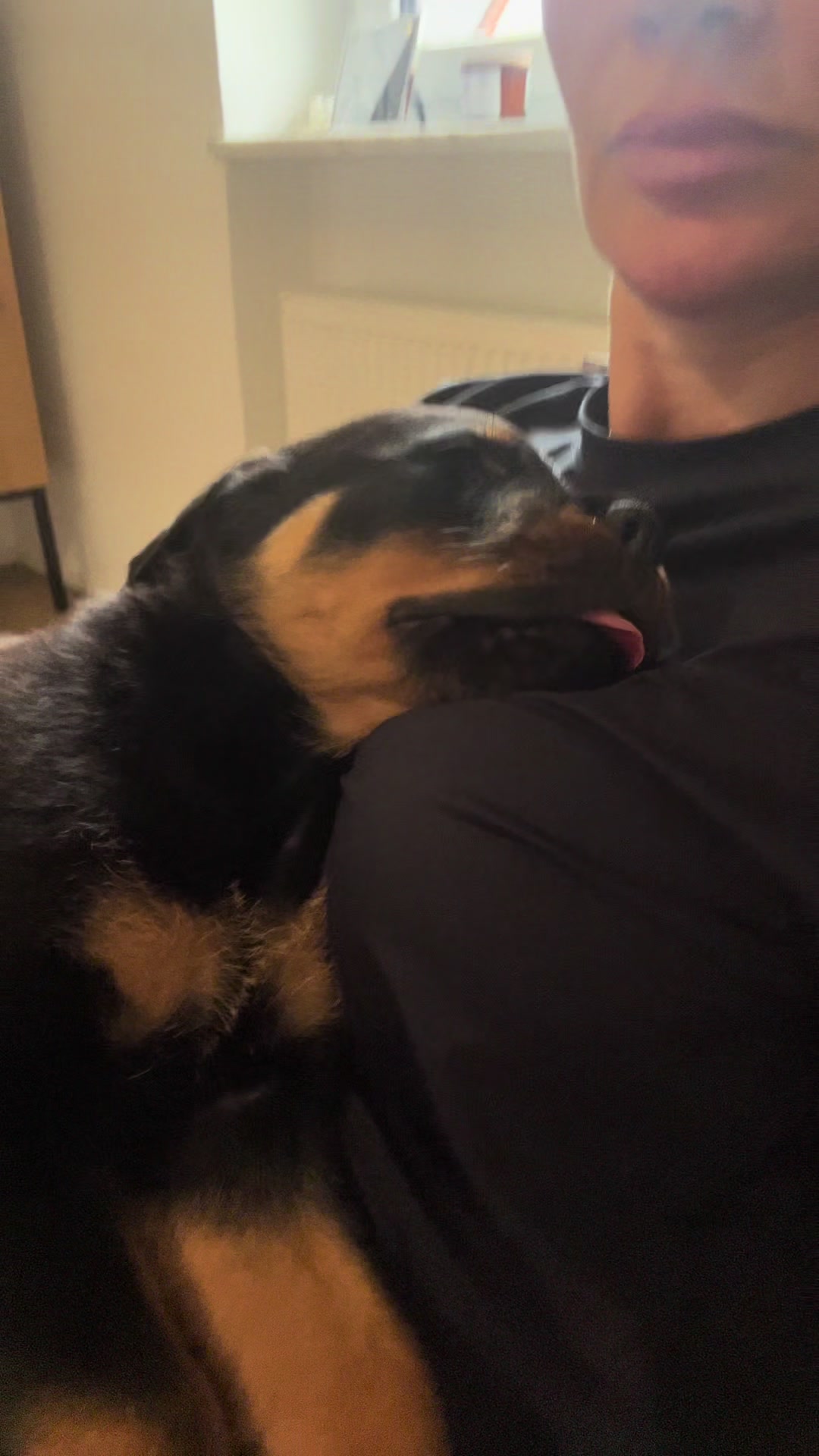 @JAGGER - the German Rottweiler