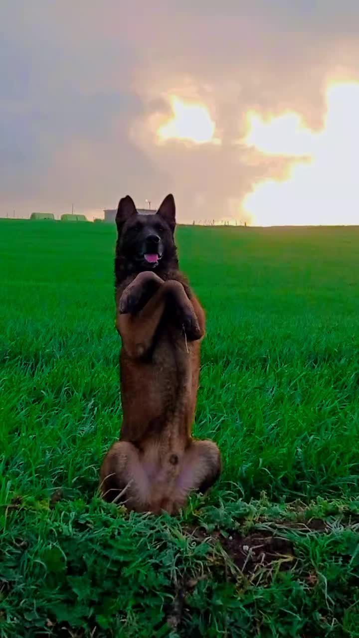 @Cizeer_kiva malinois k9 🐕🦺