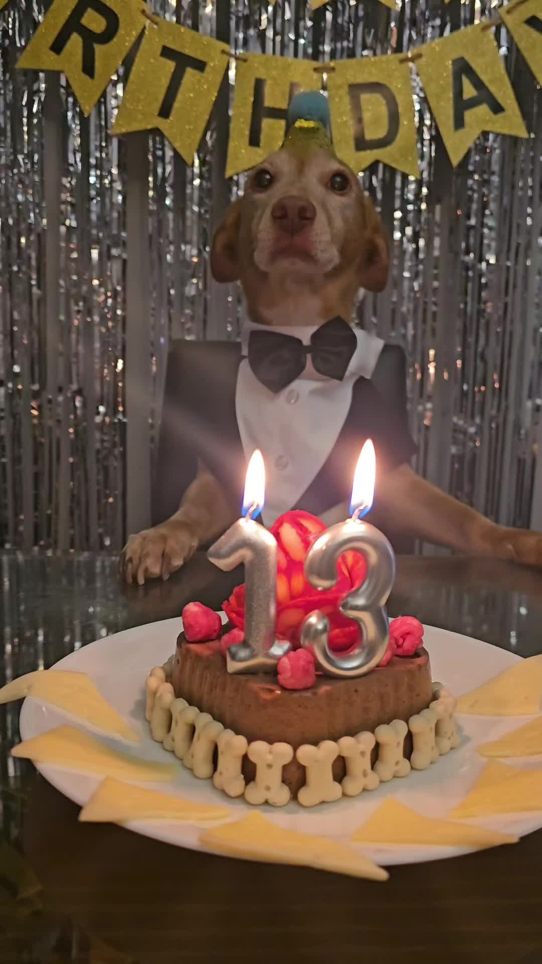@Guffy_dog
