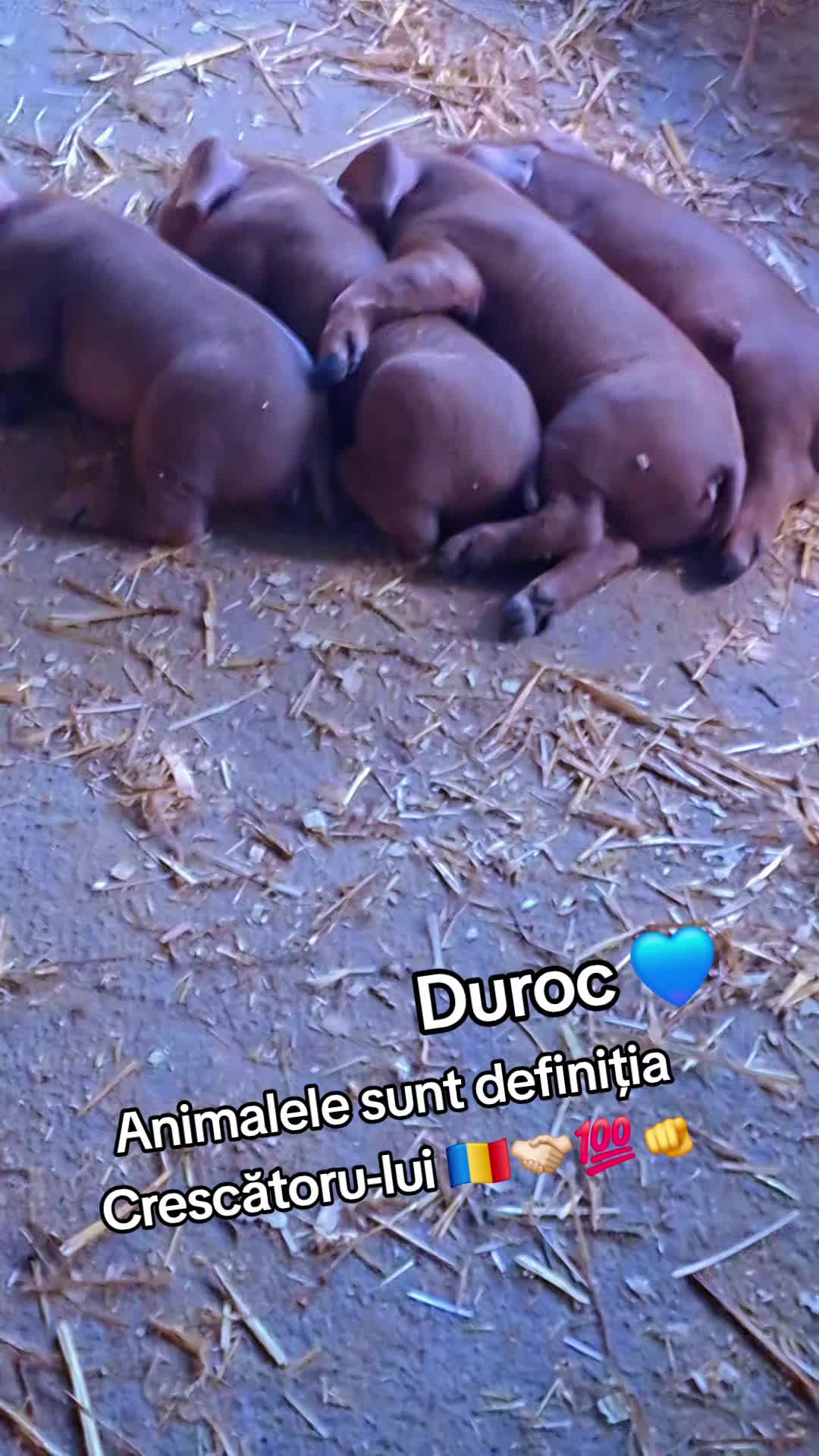 @💎🇷🇴Săndel Olteanul 🇷🇴💎