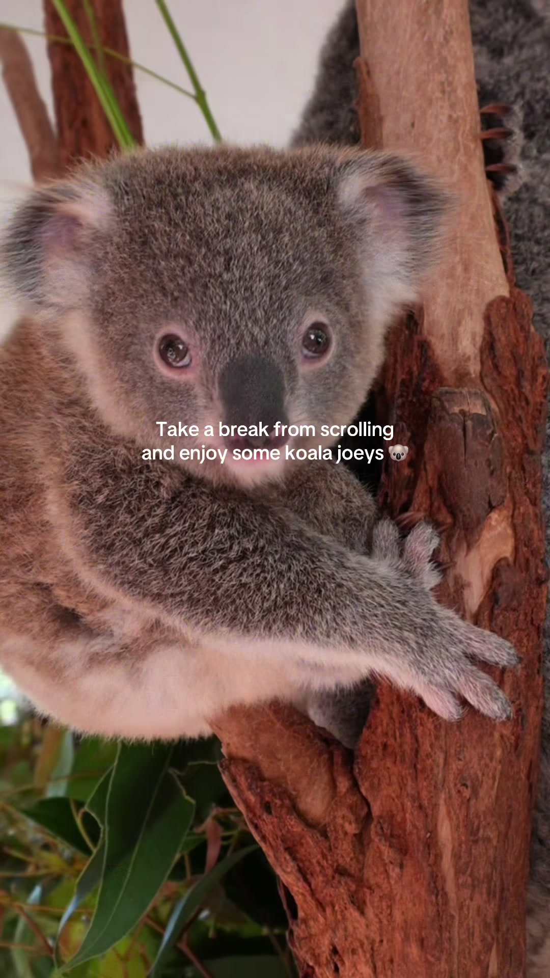 @VisitBrisbane