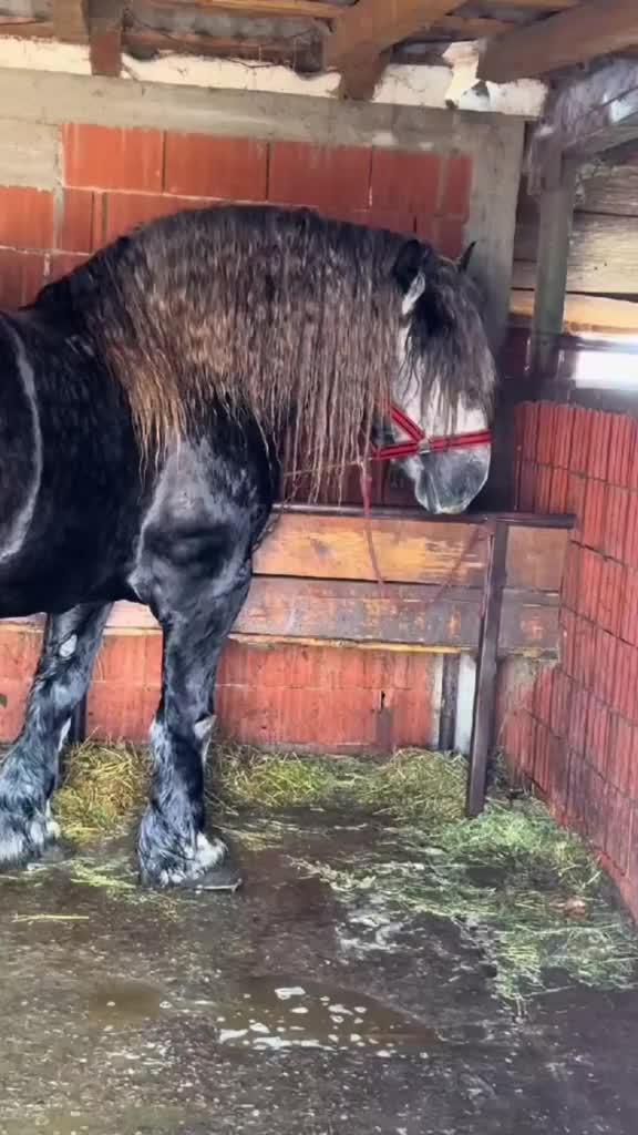 @🐴spartanu80🐴
