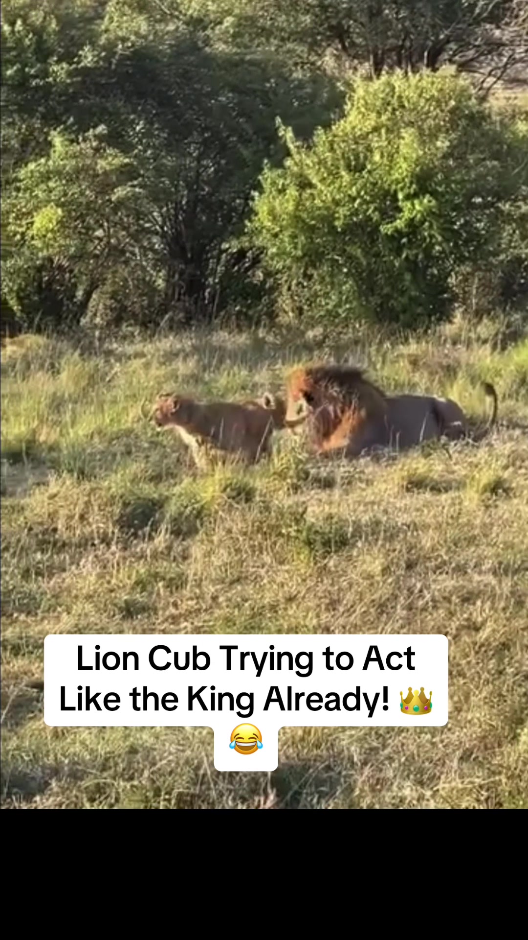 @KJ@LoveAnimalsEpicNature