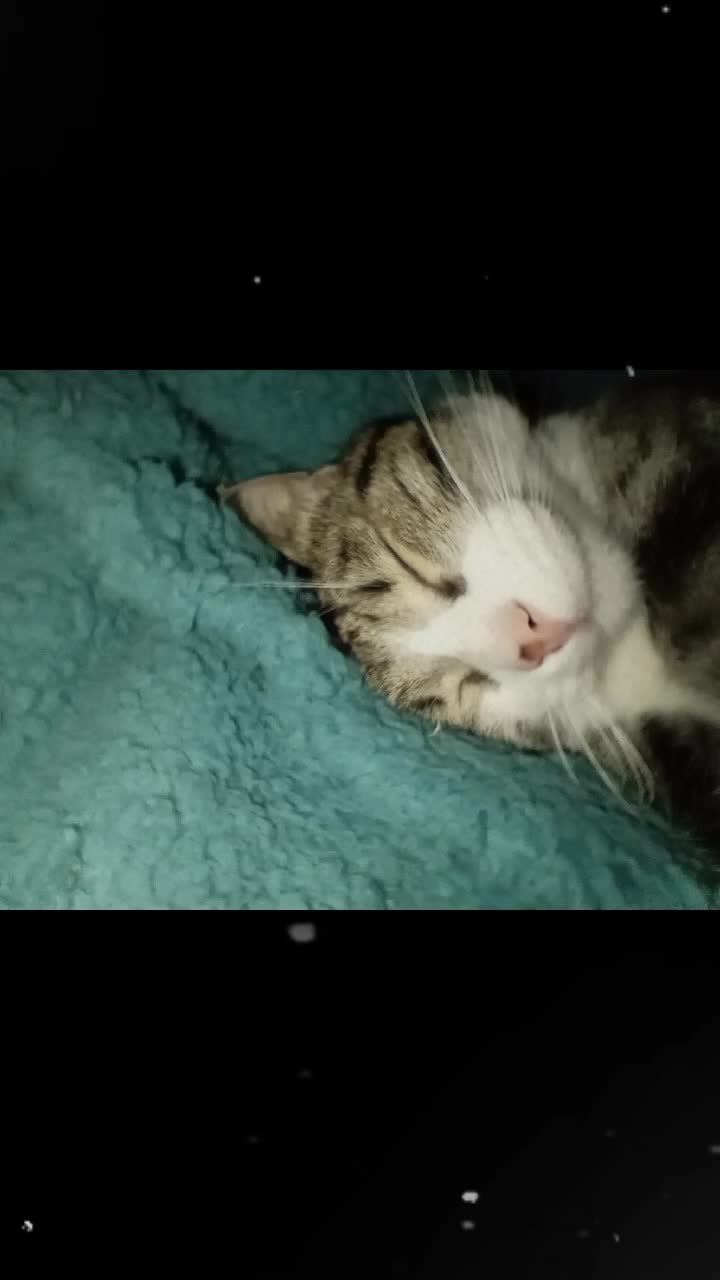 @🐈&zwj;⬛fusa01