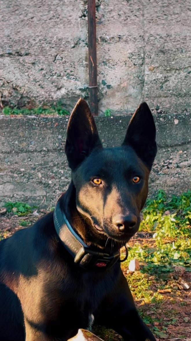 @The_belgian_malinois