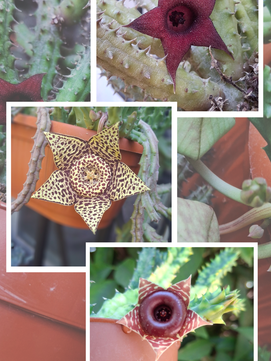 @Succulent_ninja