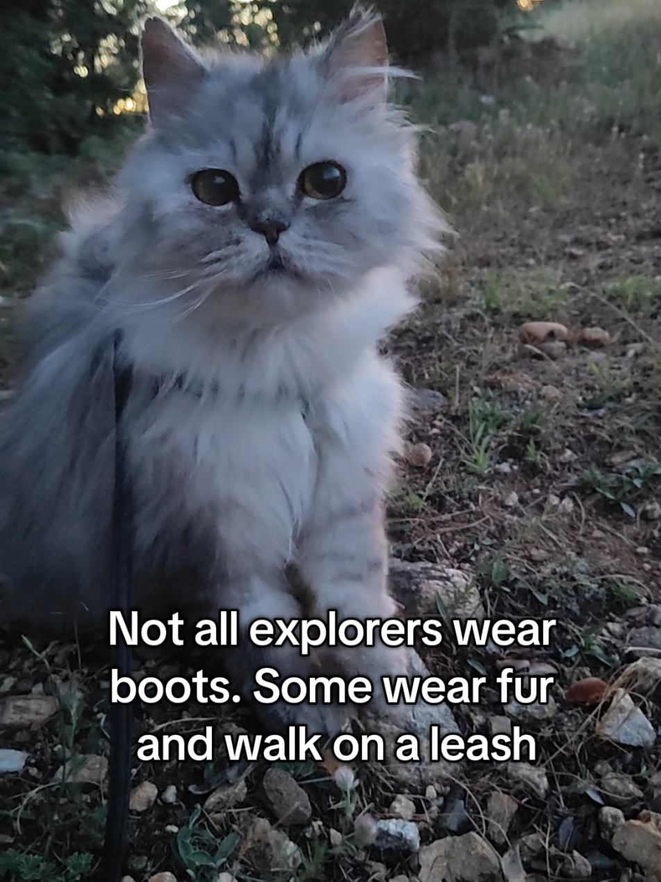 @Fluffy - the persian cat
