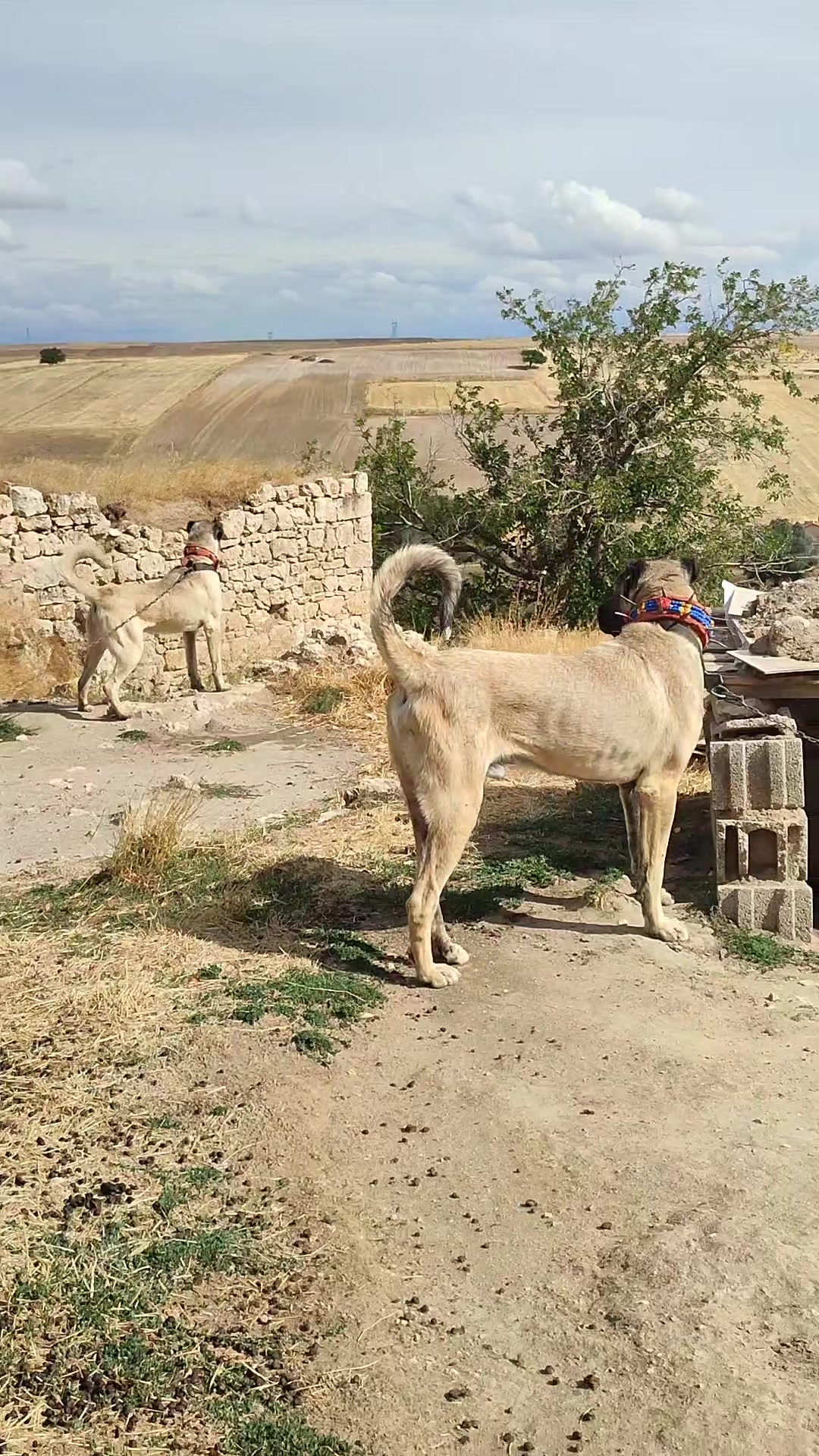 @🇹🇷 Murat Çıtak 🇹🇷