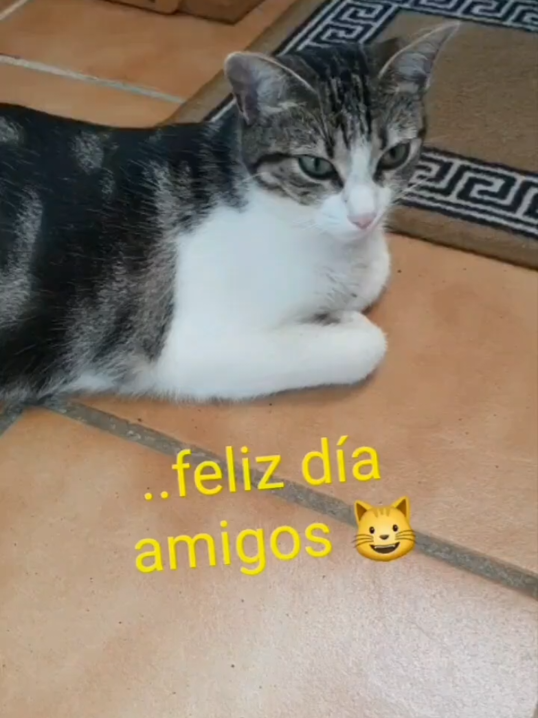 @nikii