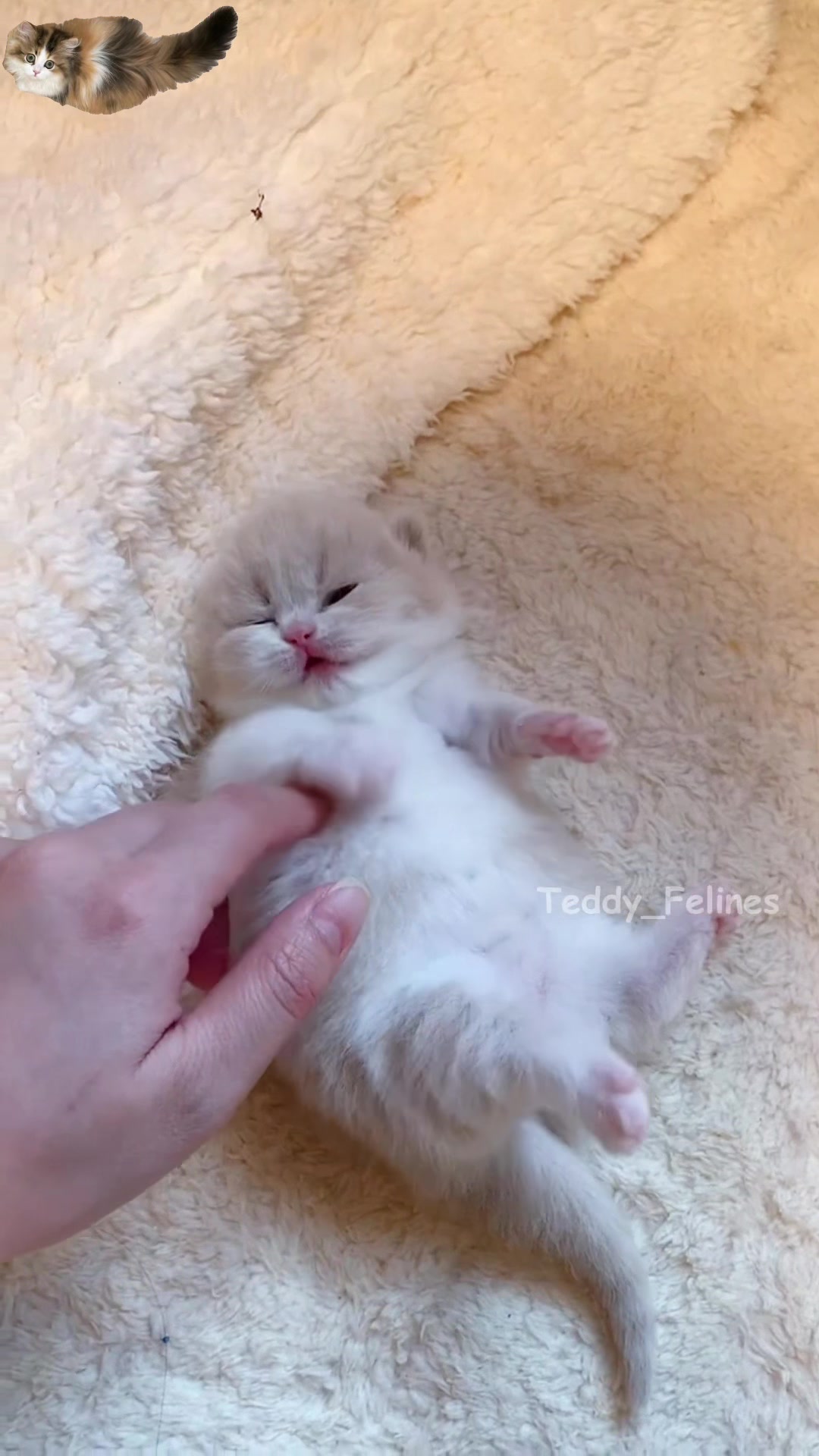@Teddy_Felines 🧸🐾