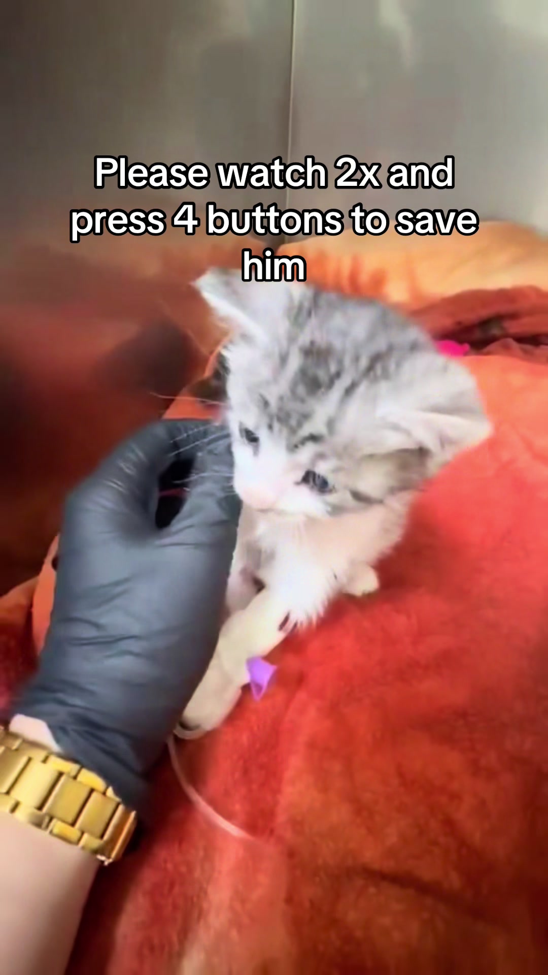 @aria_cats_rescue
