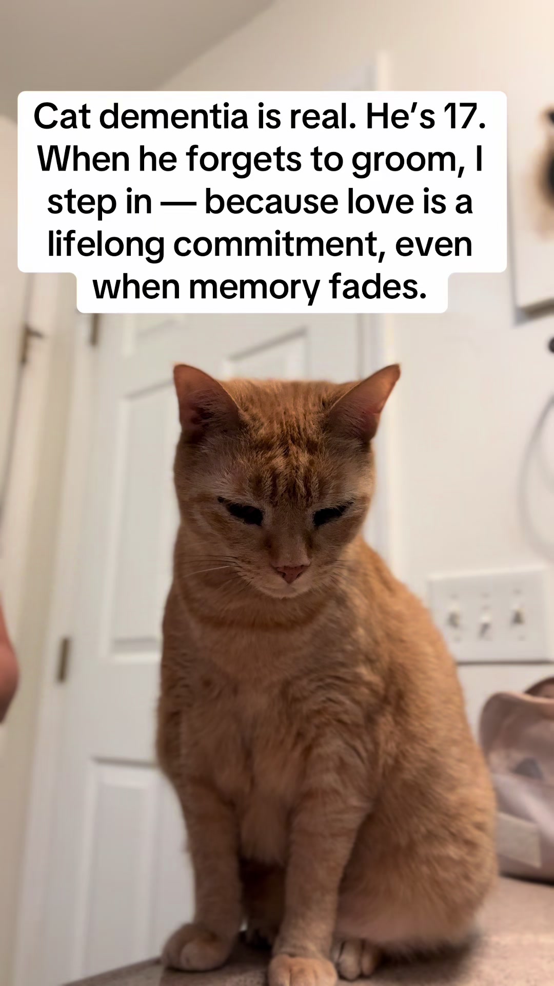@POLLITO CAT