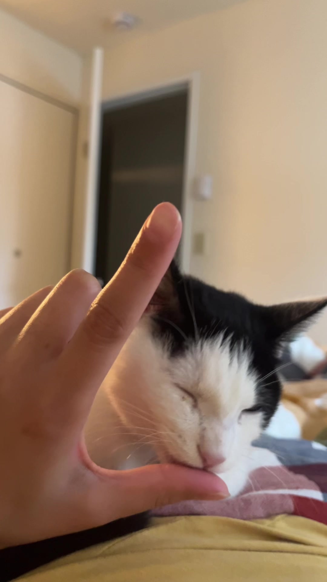 @ani ⋆˙⟡𖦹✮𖦹⟡˙⋆