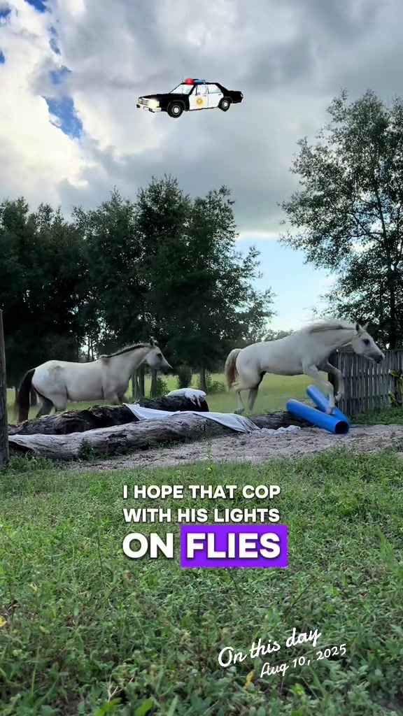 @jesswithallheranimals