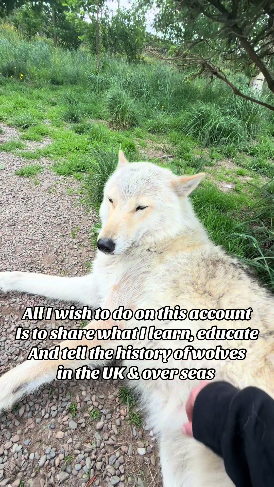 @Ellie’s Wolf Travel 🐺