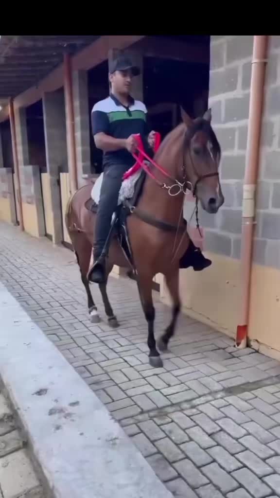 @Caballostrochadores