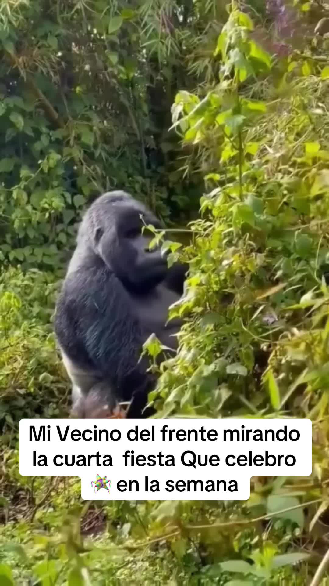 @Soraya Puglisi