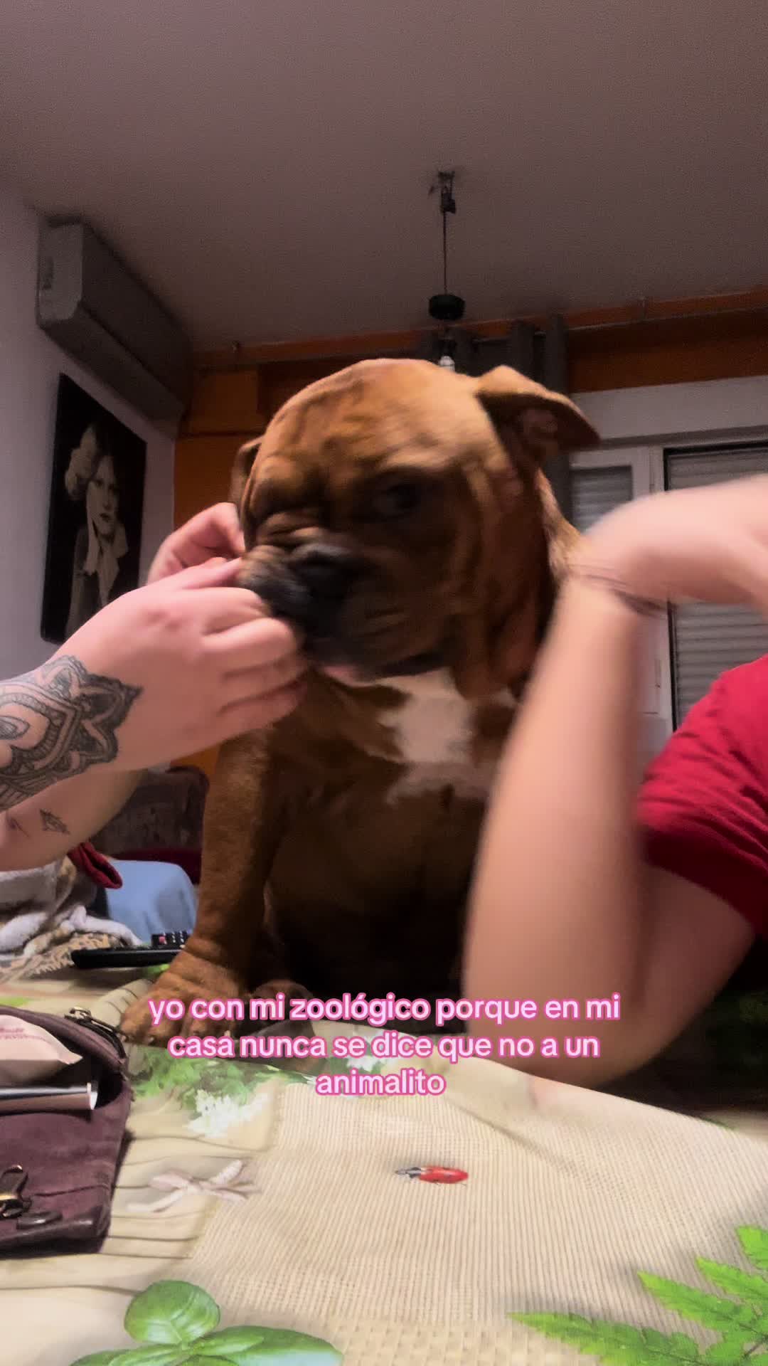 @iriis