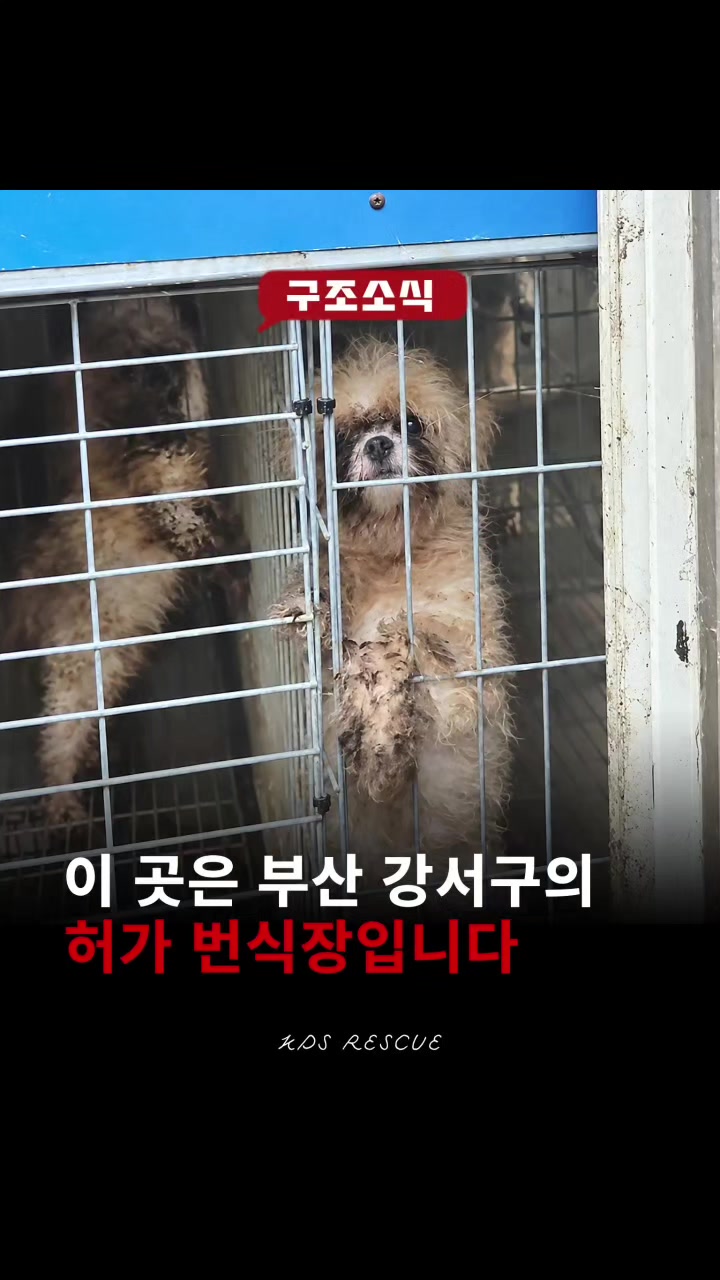 @🐶🐶엄지맘🐕&zwj;🦺🦮🐩