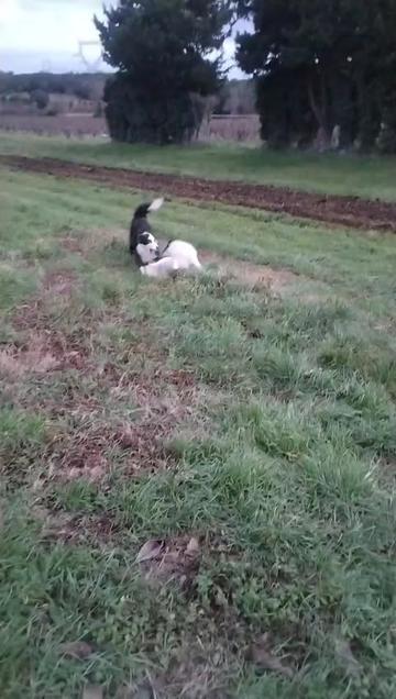 @💗💗aux pays des animaux 💓💓