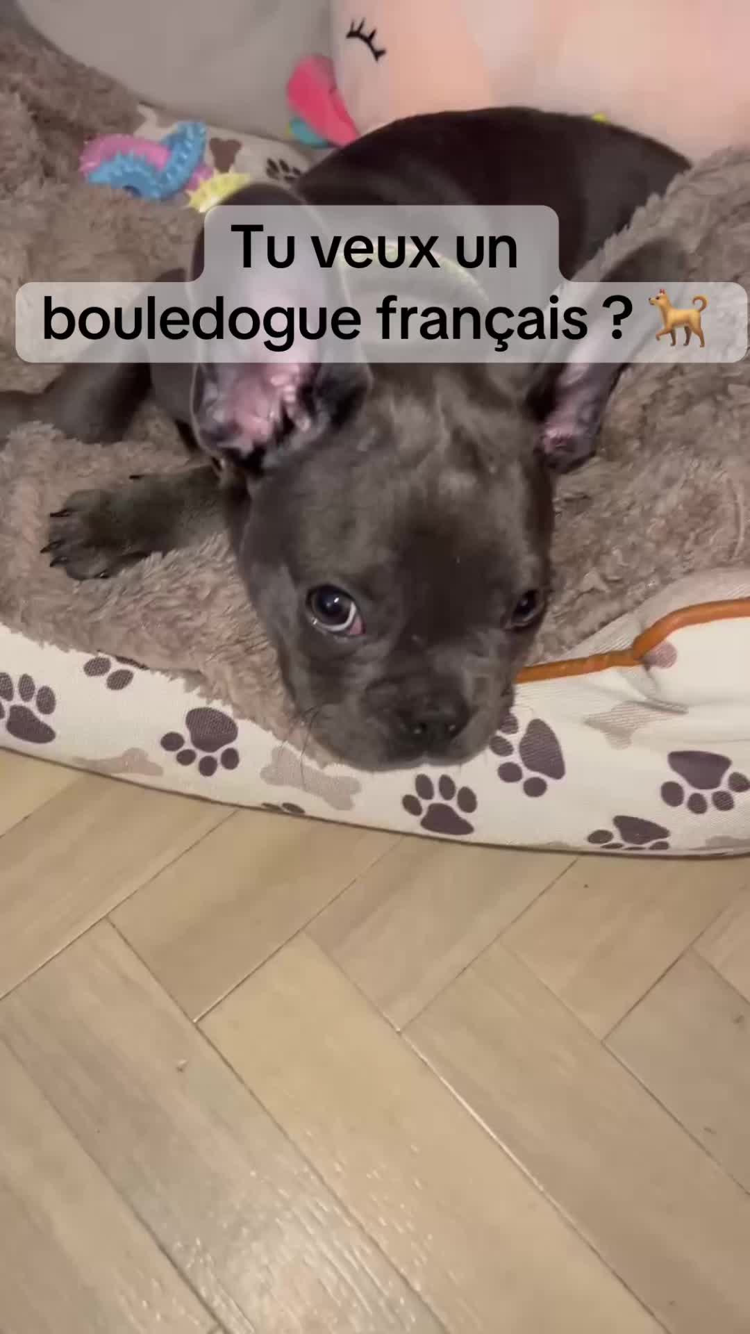 @Sunny Le Frenchie 🐾🌞