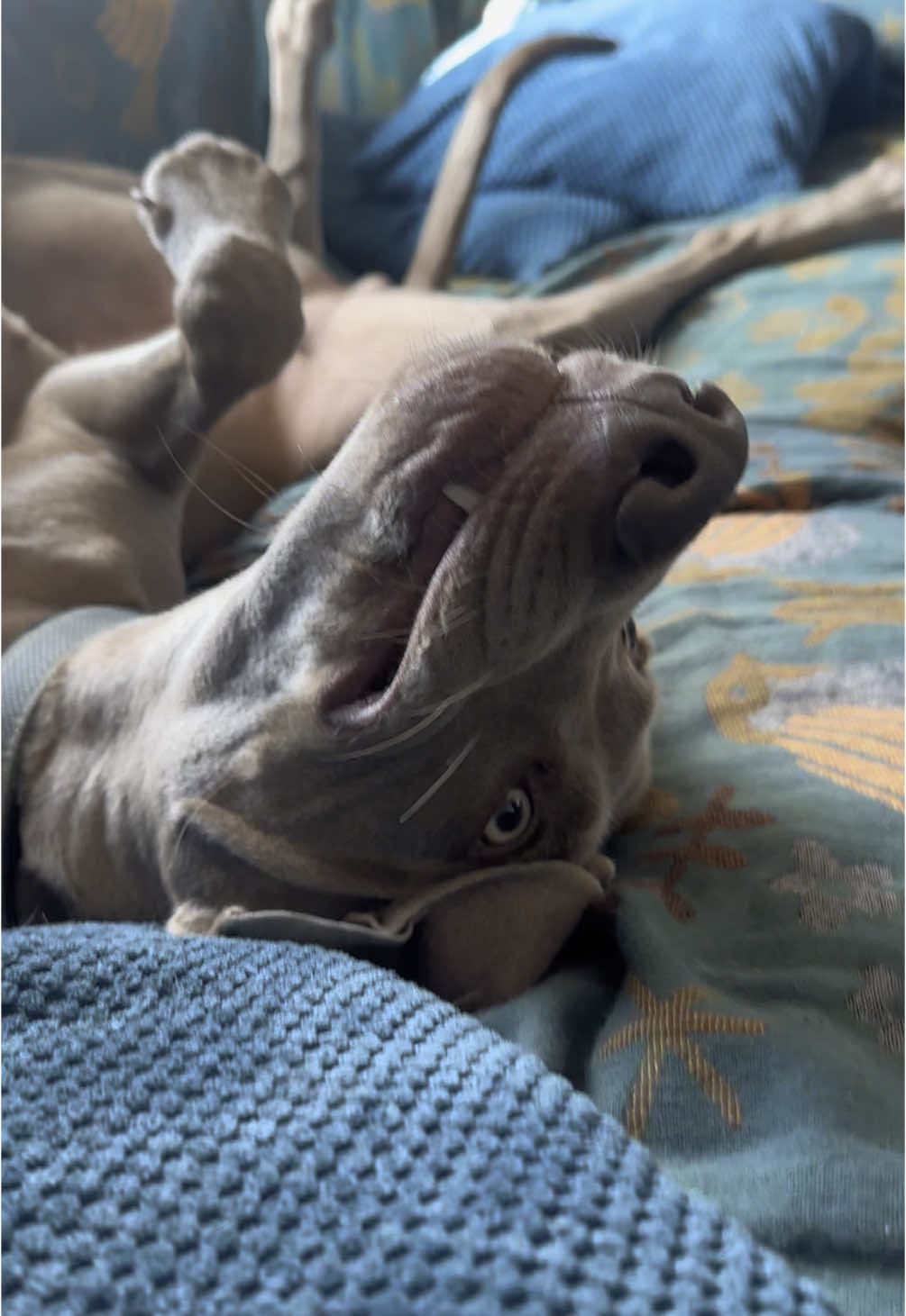 @looney_luna_lu