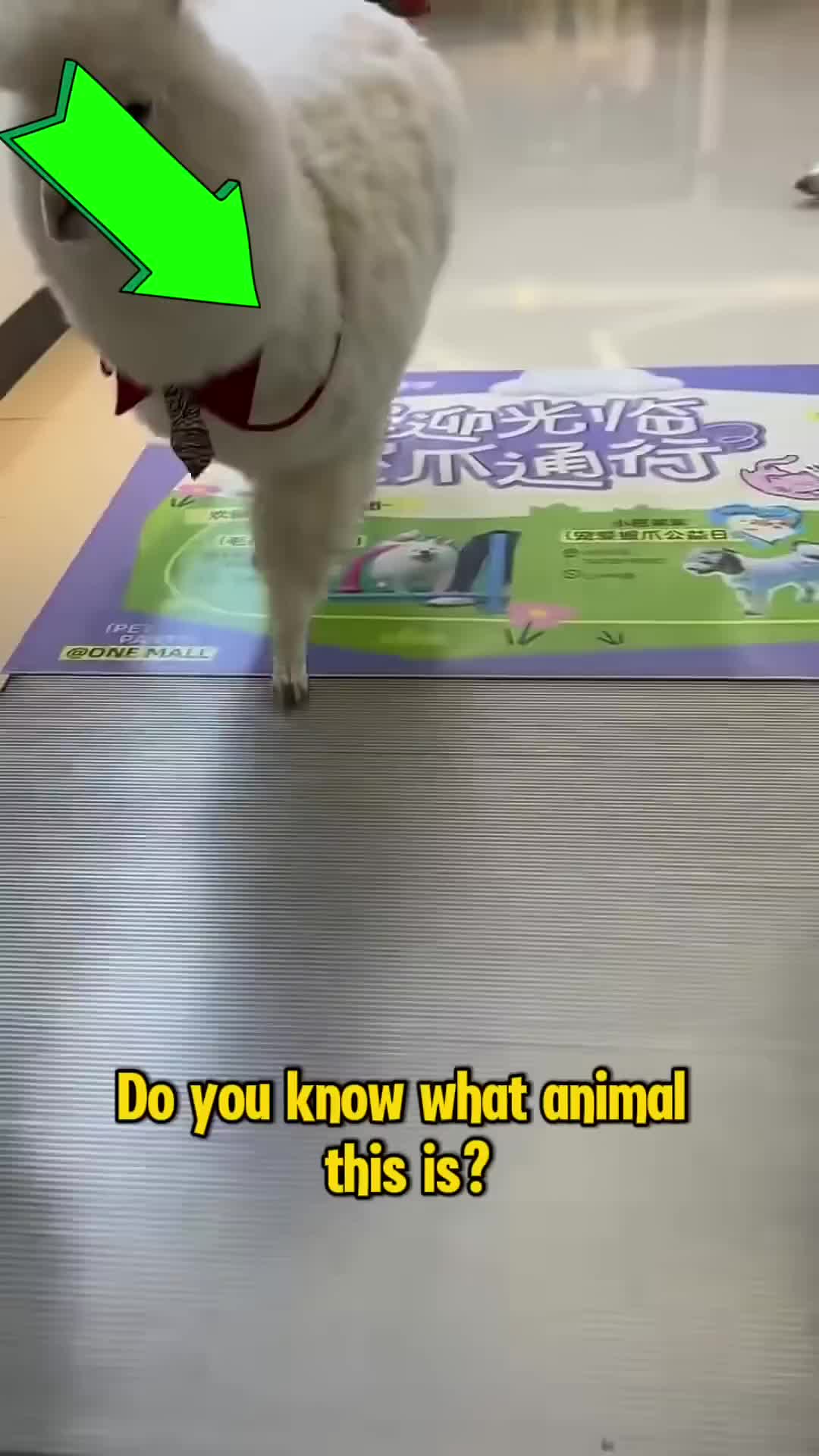 @Rescue Diaries 😻