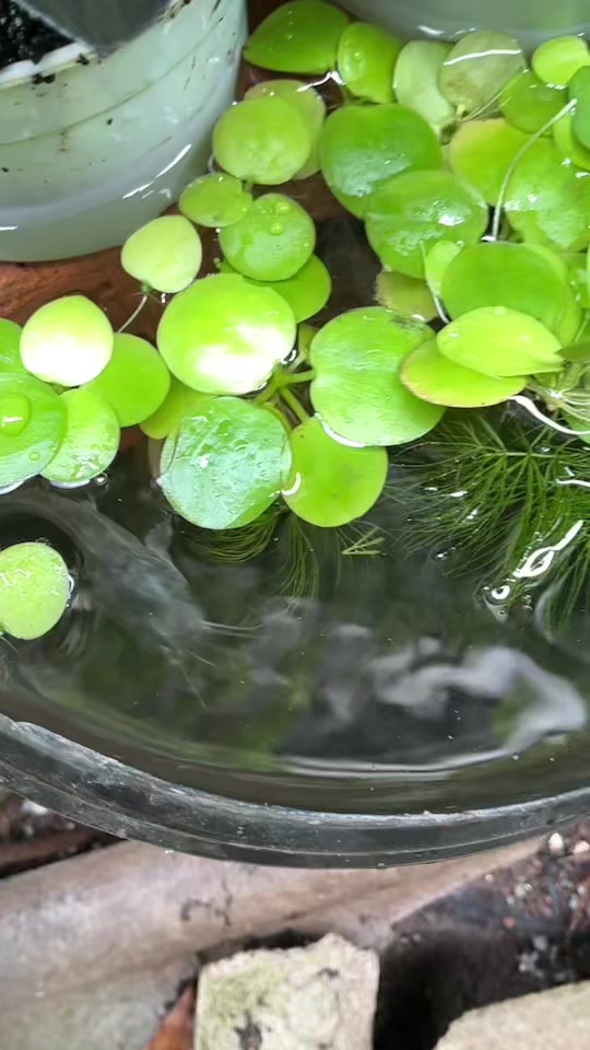 @Piara ikan di galon