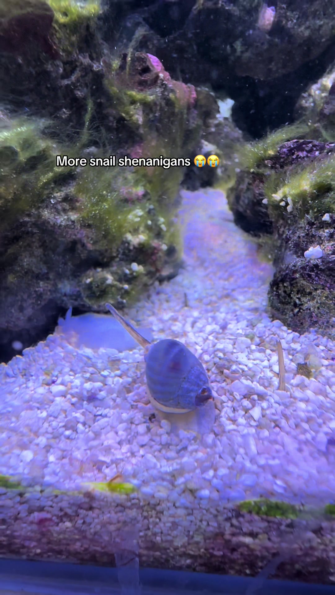 @ReefSync