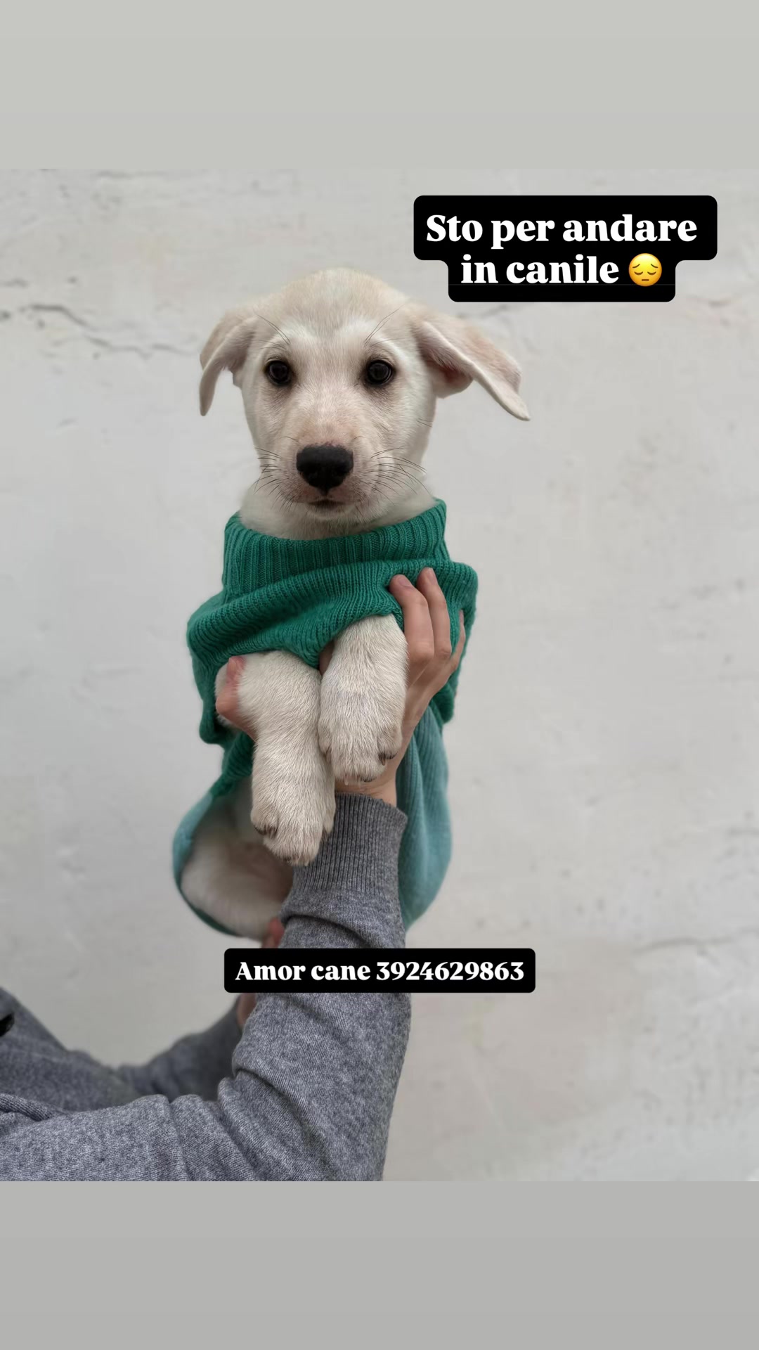 @Amor cane