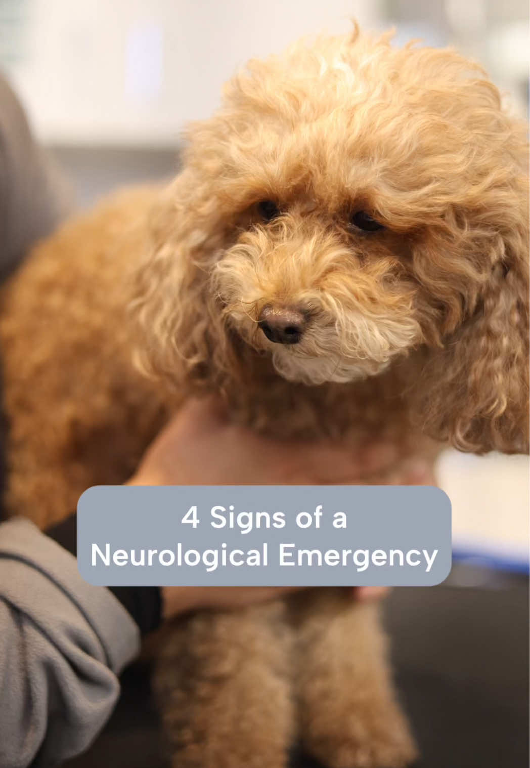 @Southeast Veterinary Neurology