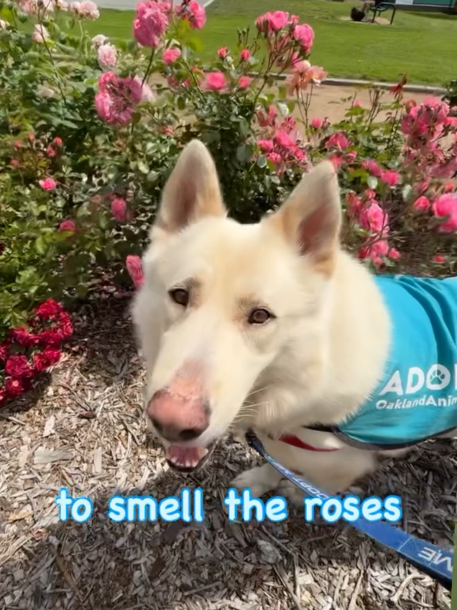 @Oakland Animal Services
