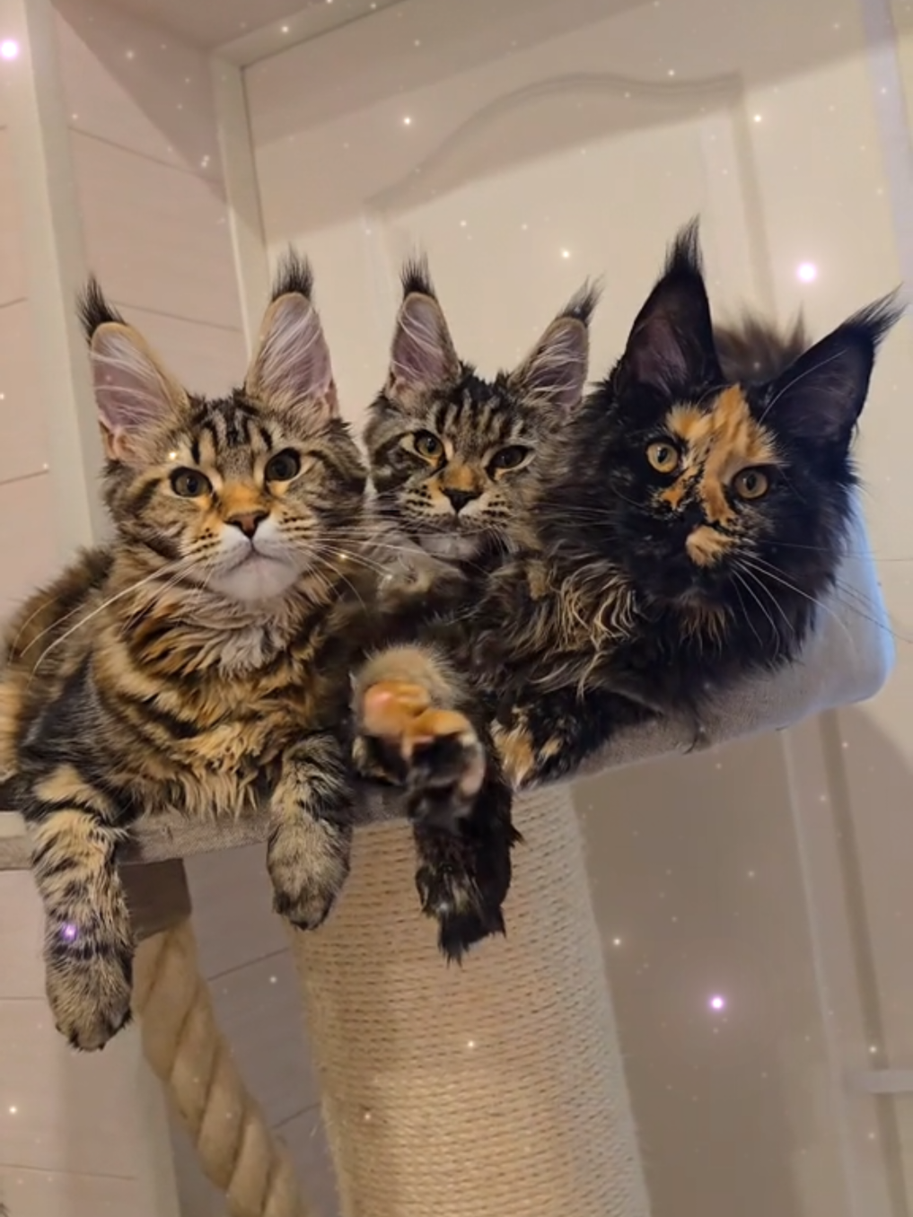 @Maine Coon Cattery Forest Rich