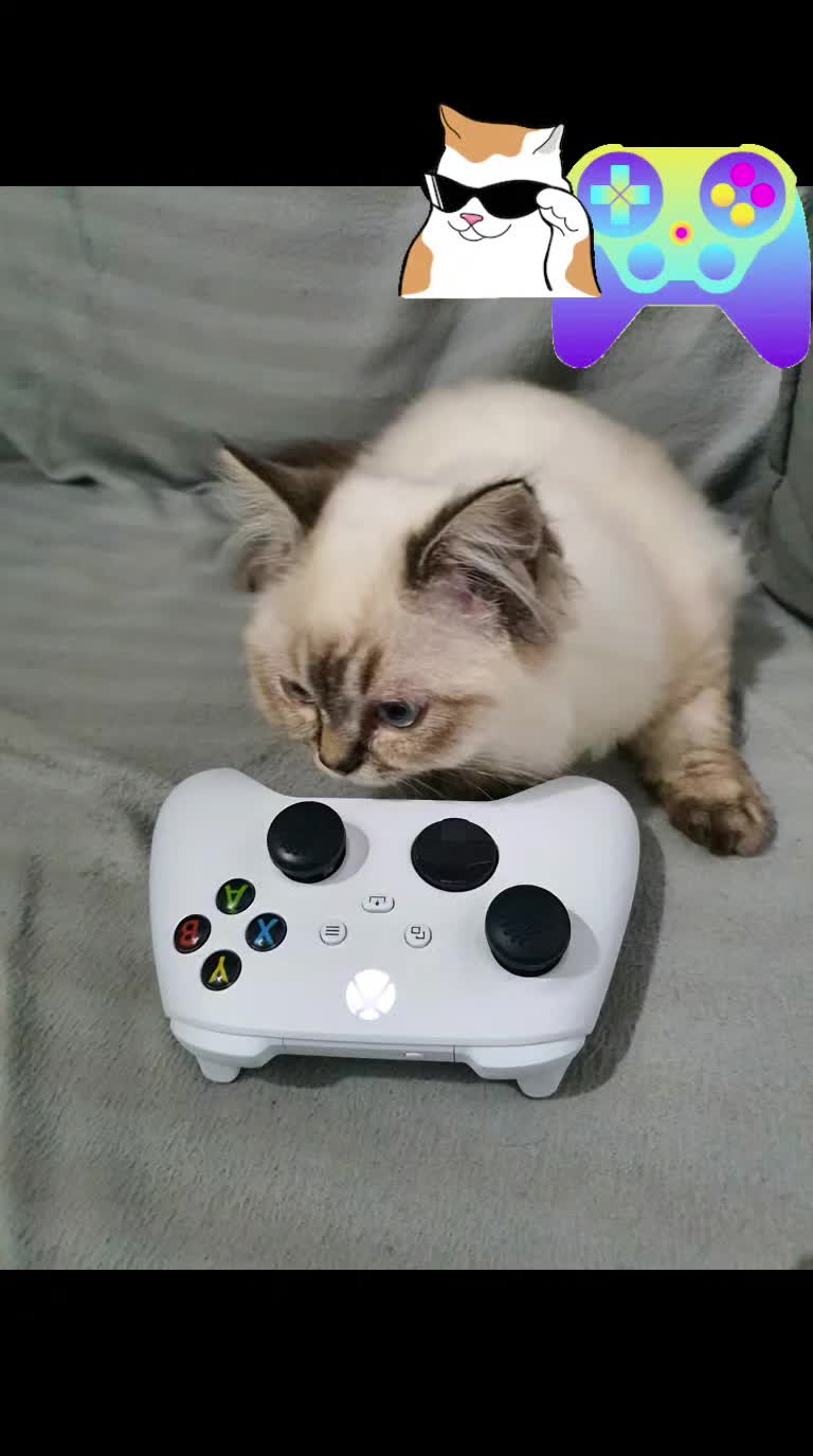@Daisy The Cat