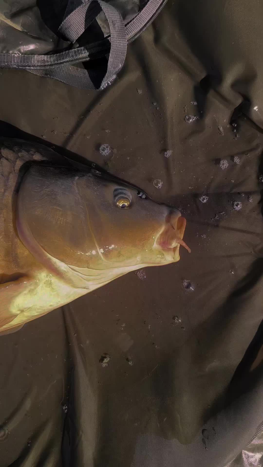 @Jocarpfishing