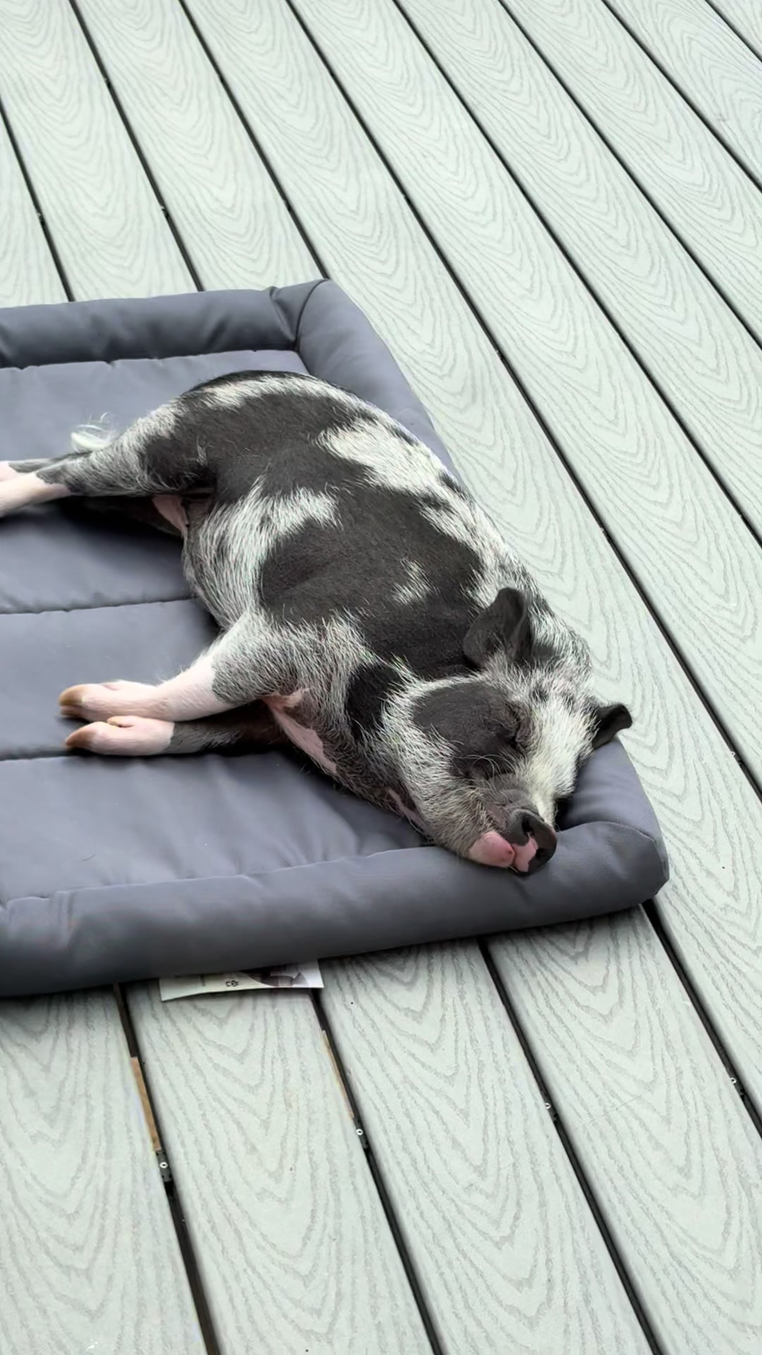 @LuLu The Pixie Pig