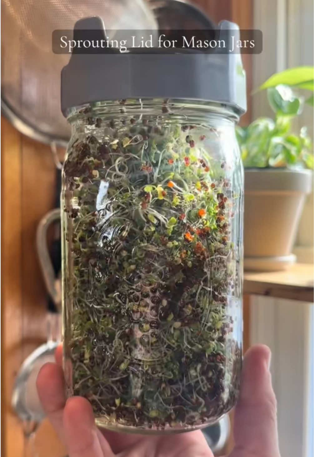 @homesteading herbalist