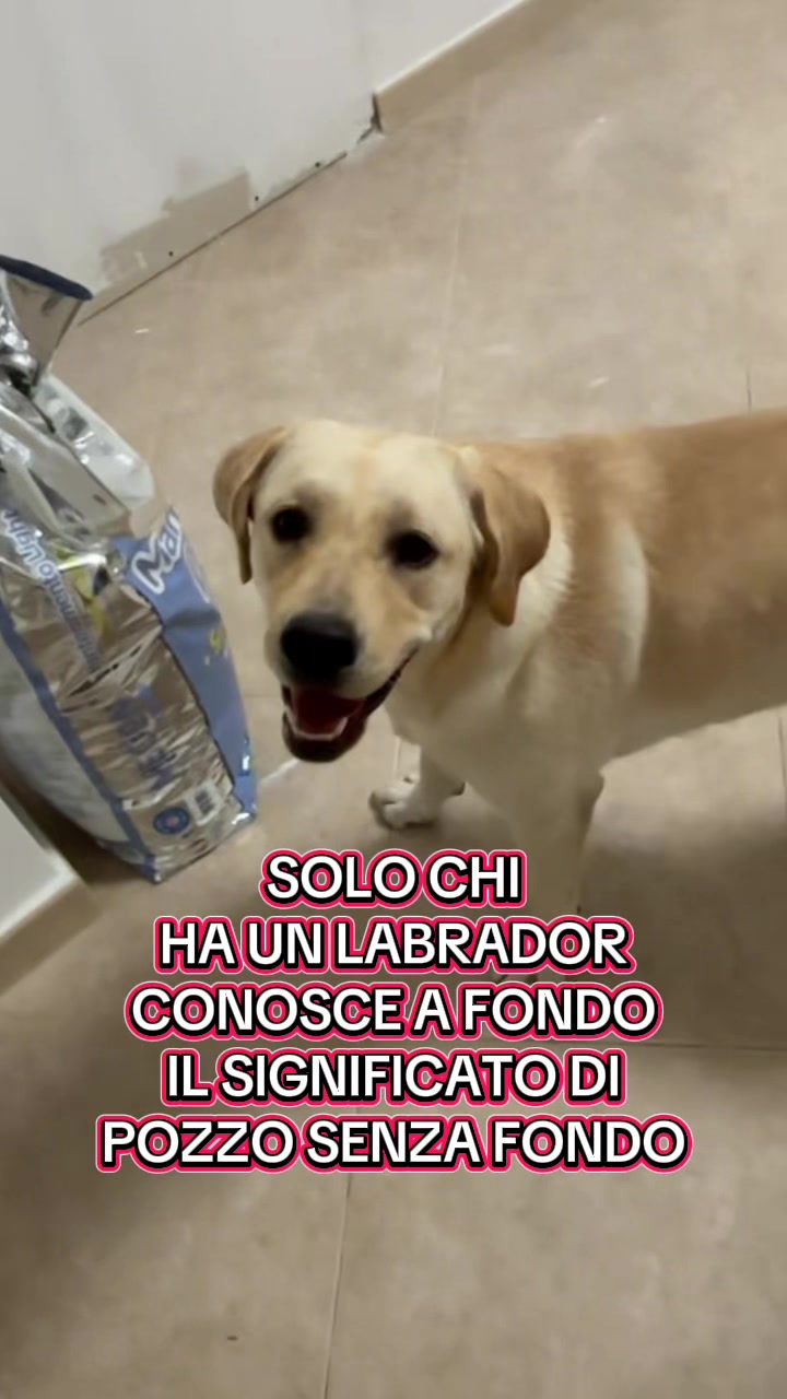 @ALMA_labradorRetriever