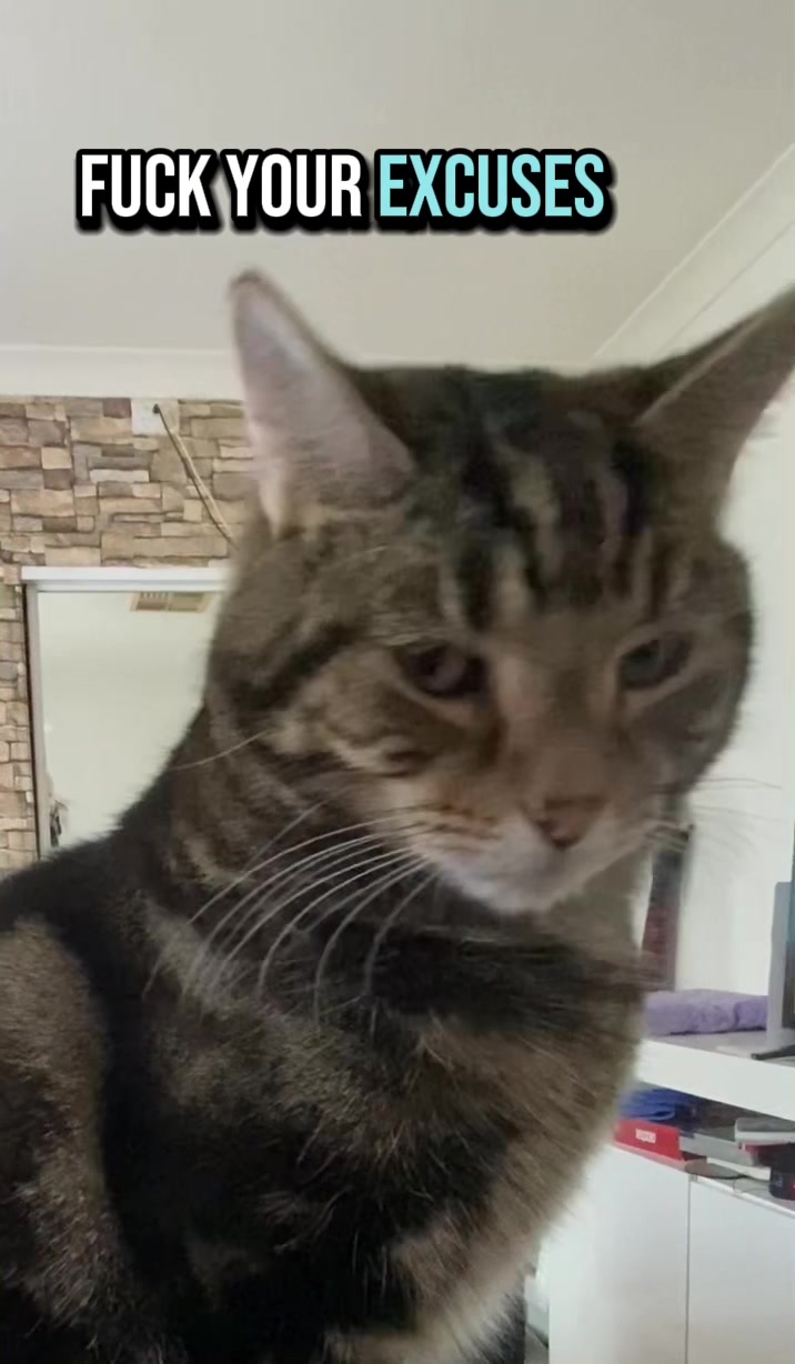 @romina_mycatfamily