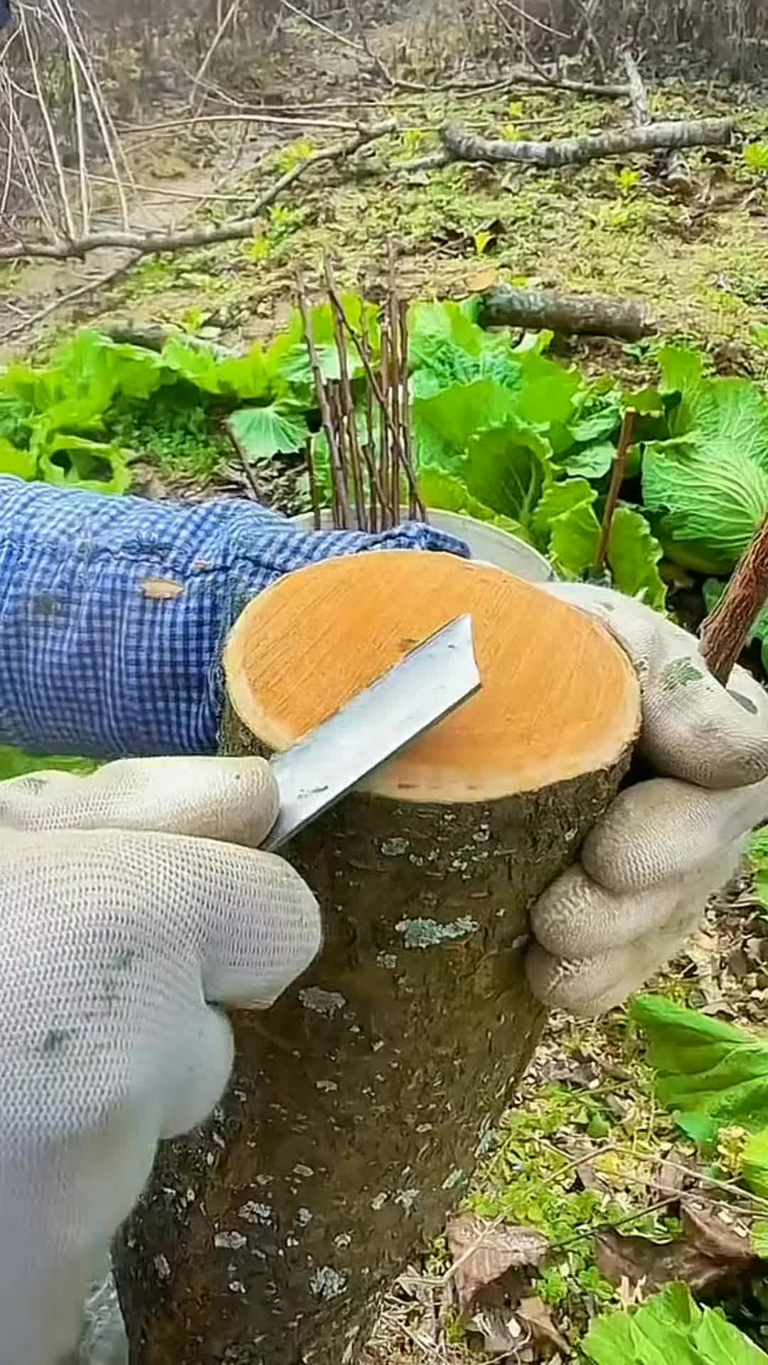 @Grafting&Planting