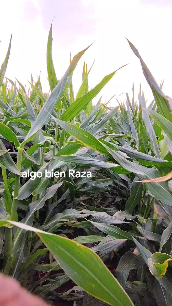 @🦅🇲🇽Guzman Alejandro🇲🇽🦅