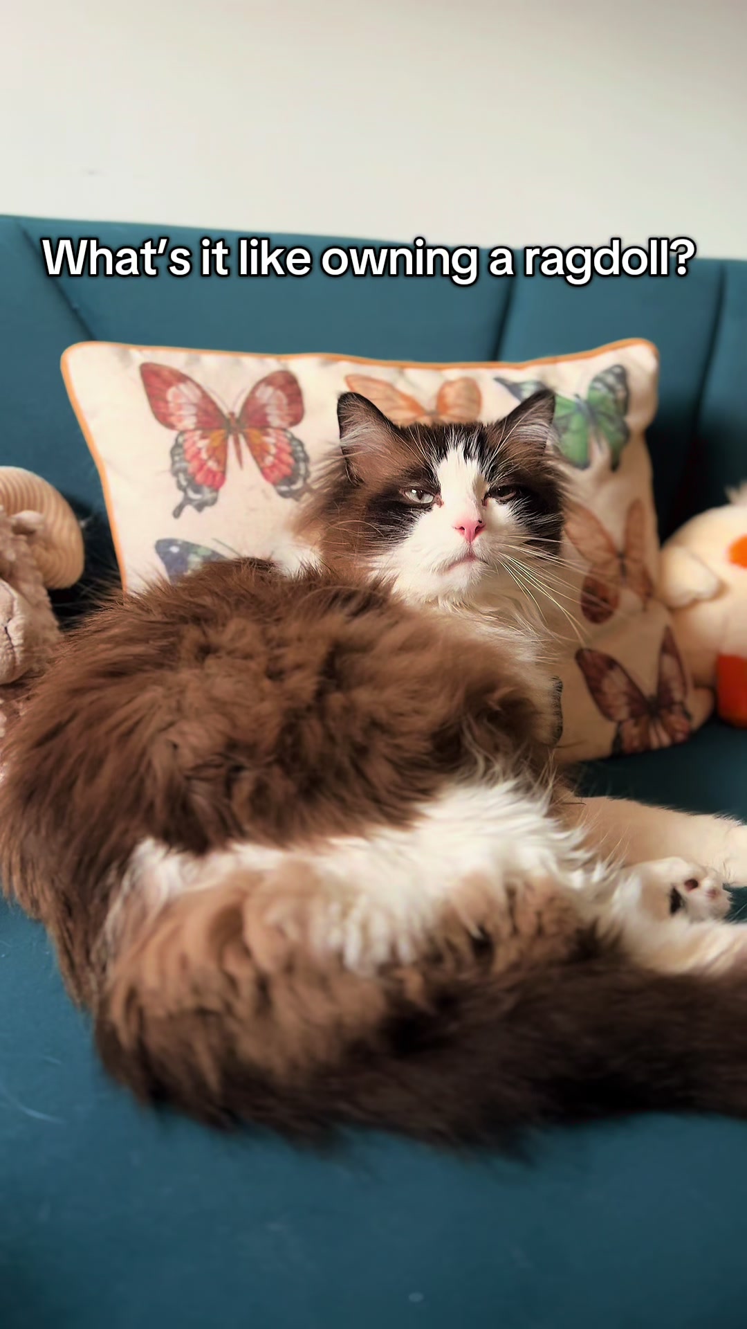 @Ted the ragdoll cat 🐾