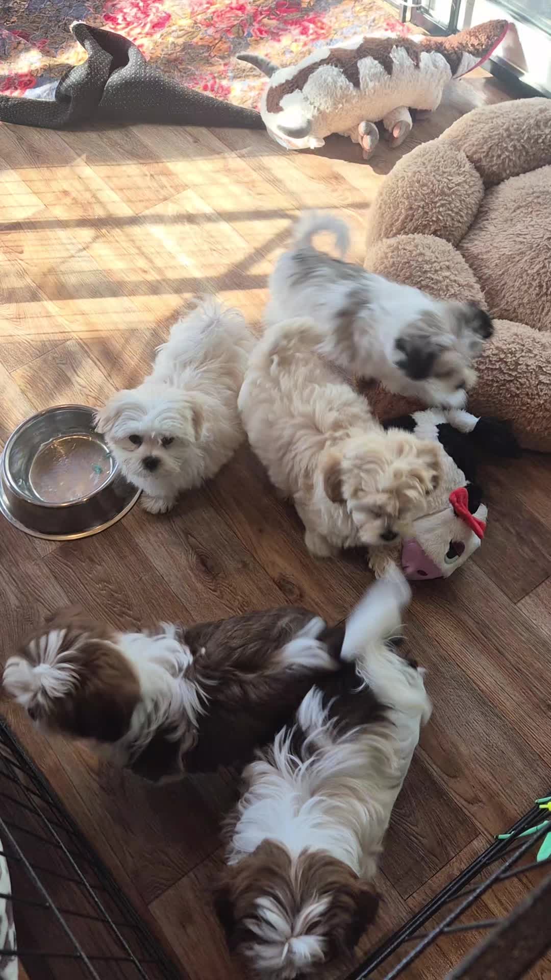 @Barb's Precious Pups