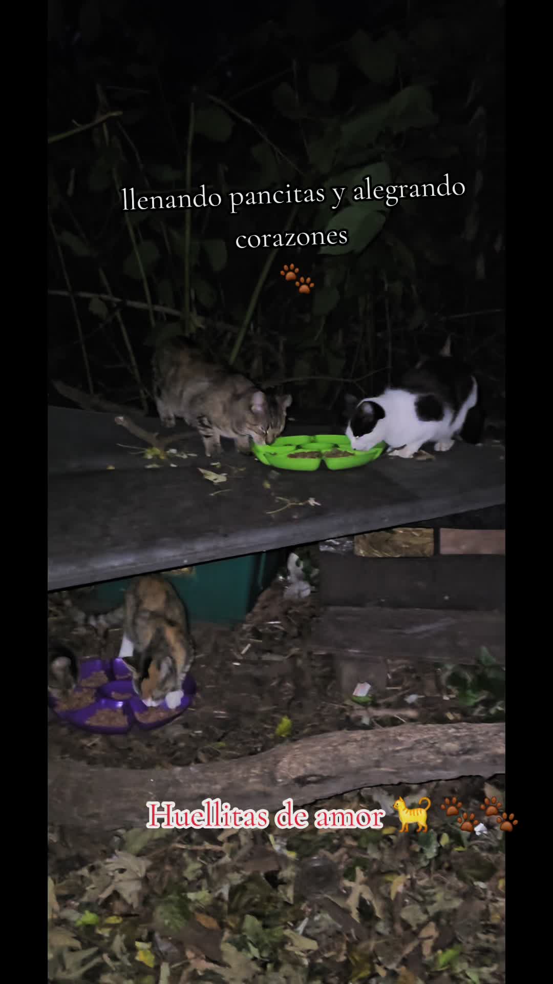 @🇲🇽Guli.Carrada 🐈⬛