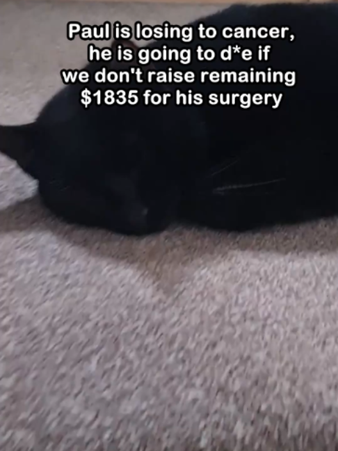 @Saving Paul the brave Cat!
