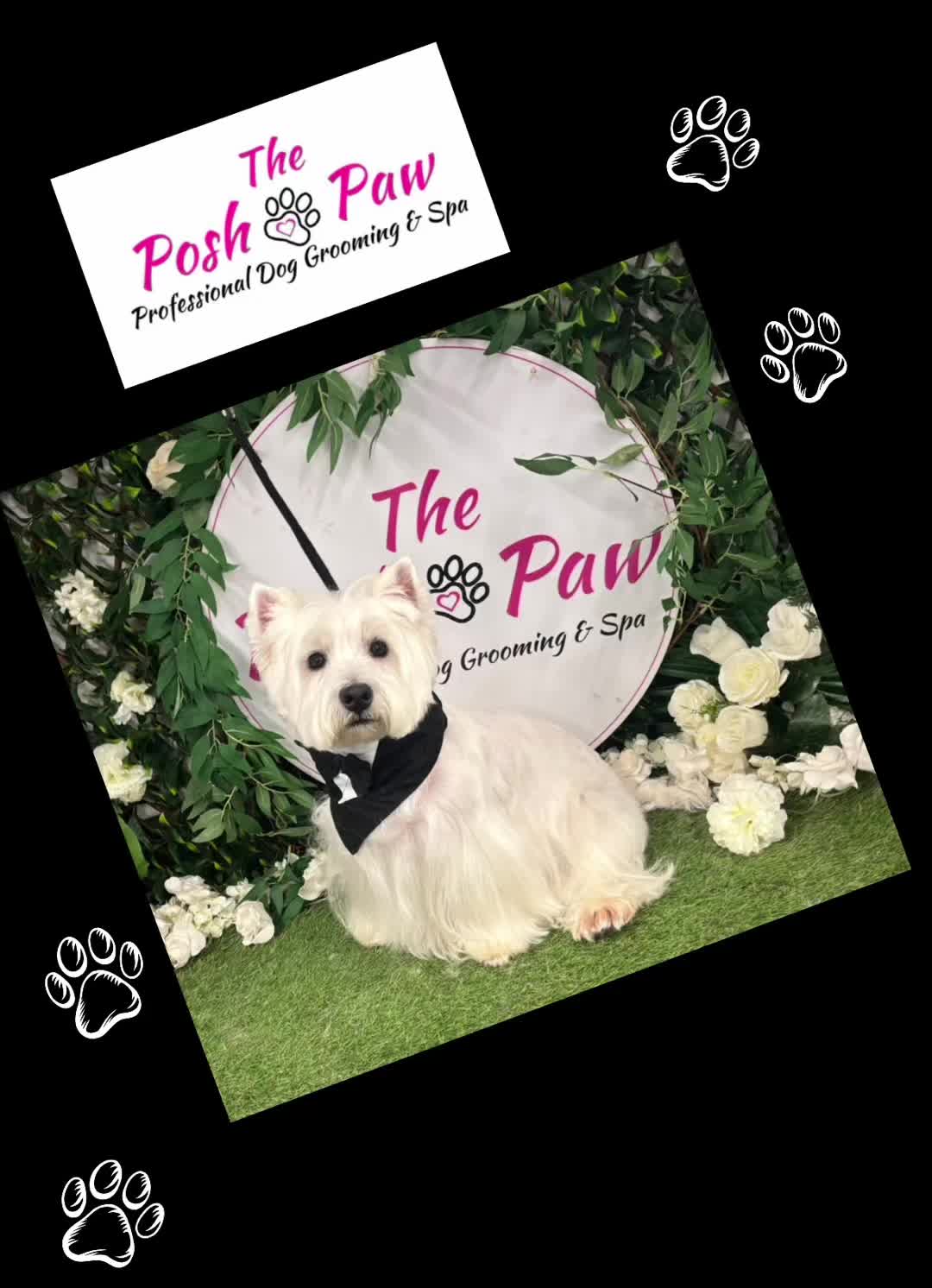 @The posh paw