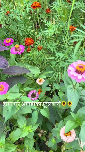 @userbaralpaudel