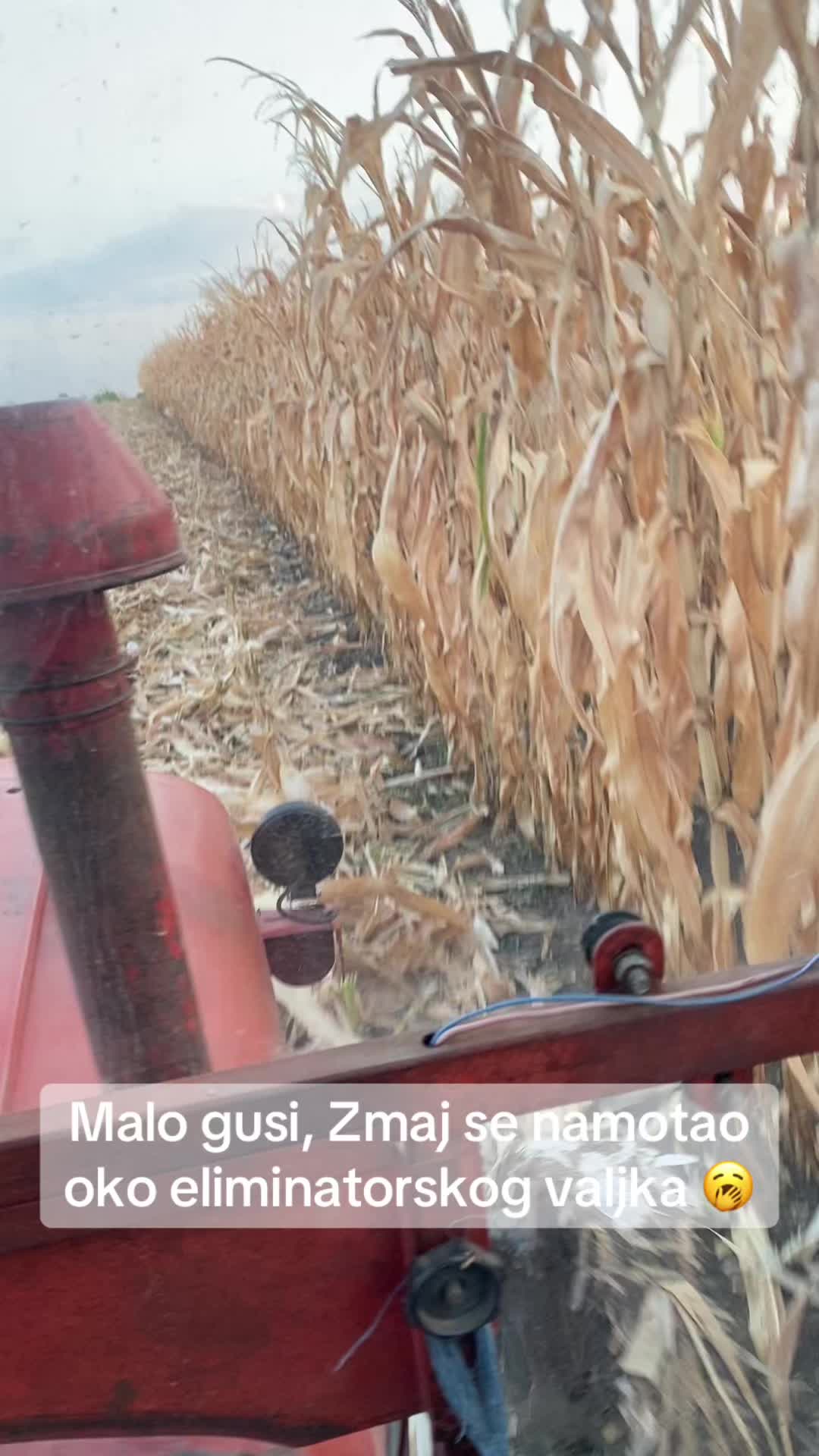 @canee