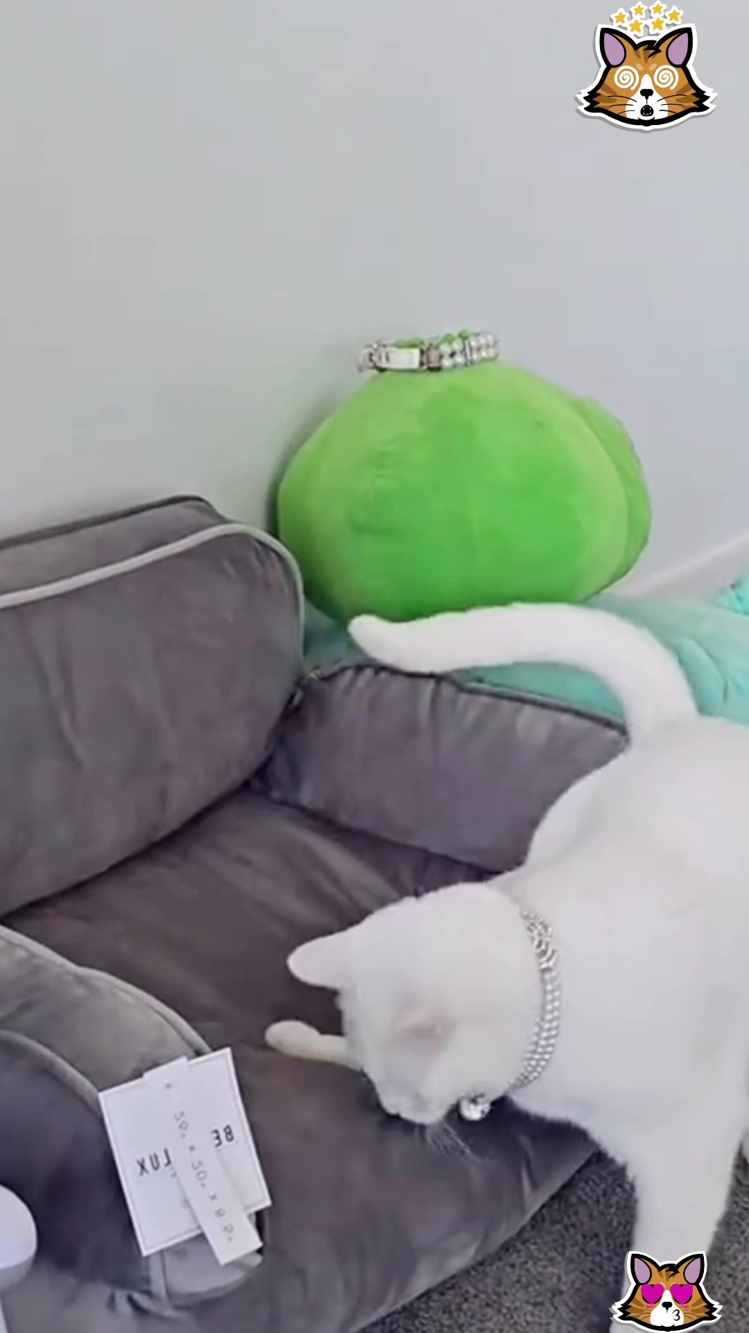 @dogandcattk2
