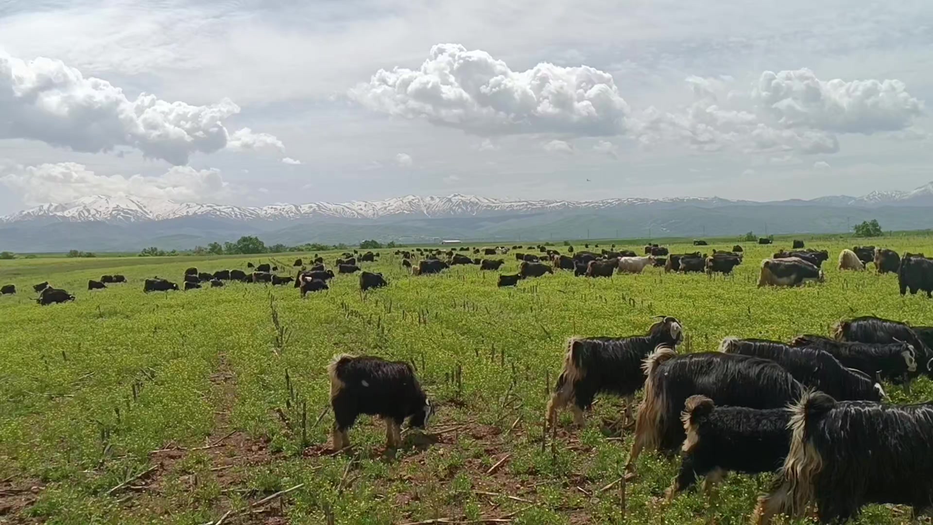 @koçer.12